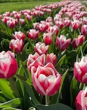 Photo of Flowers